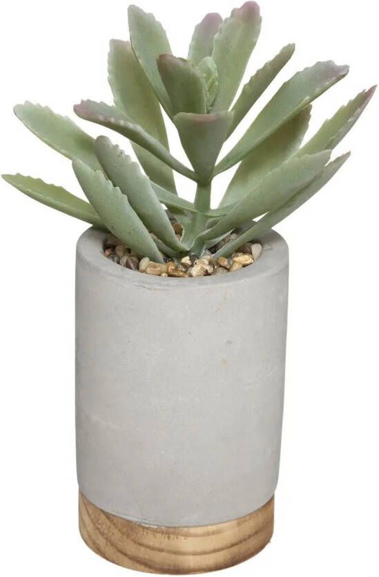 ATMOSPHERA vetplant kunstplant in pot van cement grijs 20 cm Nepplanten Kunstplanten
