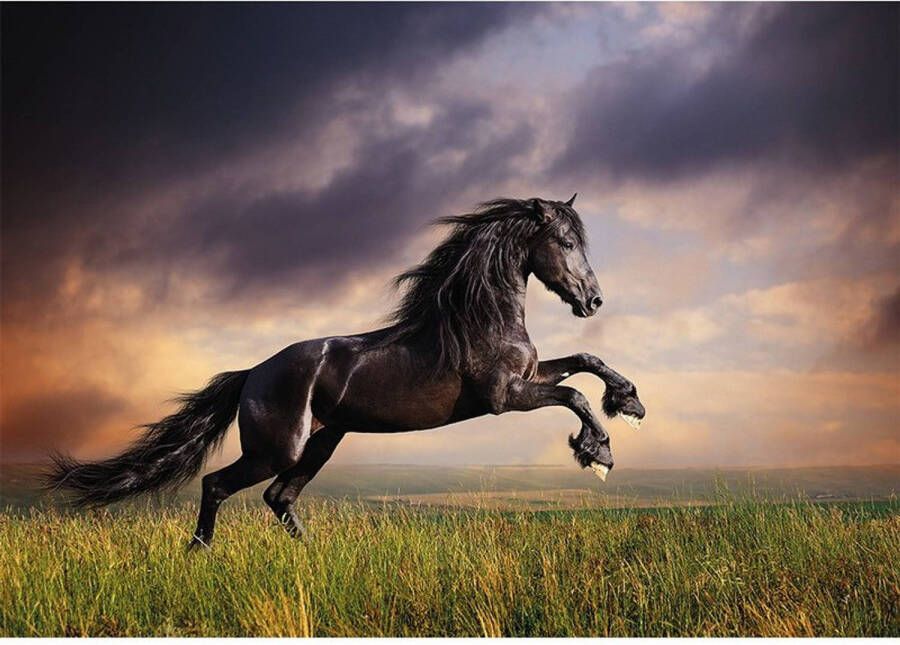 Bellatio Decorations Poster zwart galopperend paard hengst 84 x 59 cm Posters