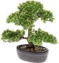 Botanic-Haus Kunstbonsai Ficus bonsai (1 stuk) - Thumbnail 1