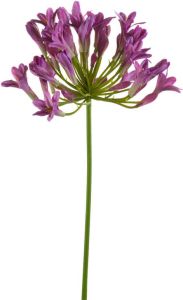 Emerald Agapanthus spray paars 75 cm