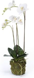 Emerald Kunstplant vlinderorchidee 70 cm wit
