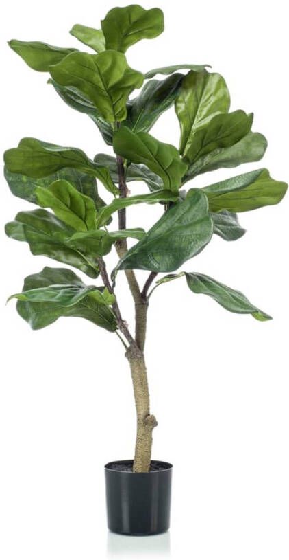 Emerald Vioolbladplant 90 cm