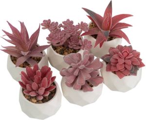GreenDream set 6 stuks roze vetplanten in diamantvormig potje cadeautip kunstplanten Wit Roze