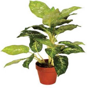 Intergard Kunstplanten Calathea Luisae 50cm