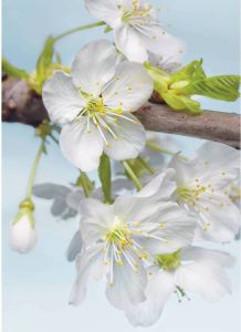Komar Blossom Vlies Fotobehang 184x248cm 4-delen