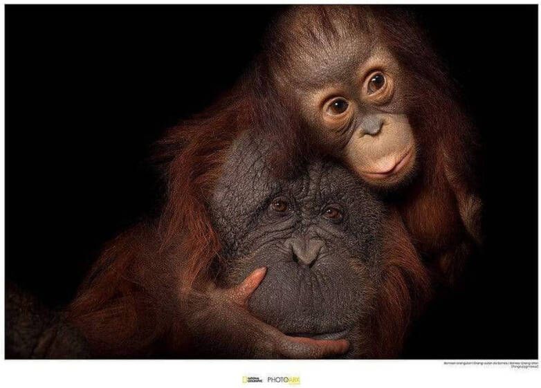 Komar Bornean Orangutan Kunstdruk 40x30cm