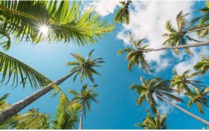 Komar Coconut Heaven II Vlies Fotobehang 450x280cm 9-banen