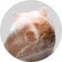 Komar Vliesbehang Zelfklevend vlies Bearava Afmeting 125 x 125 cm (1 stuk) - Thumbnail 1