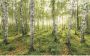 Komar Birch Trees Vlies Fotobehang 400x250cm 4-banen - Thumbnail 1