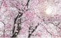 Komar Bloom Vlies Fotobehang 400x250cm 4-banen - Thumbnail 1