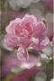 Komar Fotobehang Bouquet 184x254cm Papierbehang - Thumbnail 1