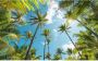 Komar Vliesbehang Digitale print vlies Coconut Heaven Afmeting 450 x 280 cm (9 stuks) - Thumbnail 1