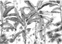 Komar Croissances Monochrome Vlies Fotobehang 400x280cm 8-Banen - Thumbnail 1