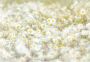 Komar Fotobehang Daisies 368x254 cm (breedte x hoogte) inclusief pasta (set) - Thumbnail 1