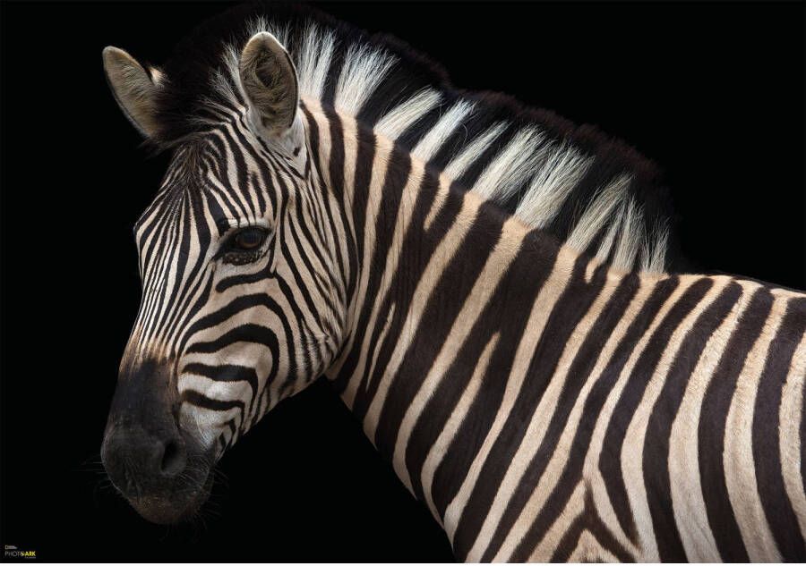 Komar Fotobehang Damara Zebra 400x280cm Vliesbehang