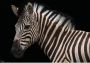 Komar Vliesbehang Damara zebra 400 x 280 cm (breedte x hoogte) 8 banen (8 stuks) - Thumbnail 1