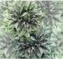 Komar Vliesbehang Emerald Flowers 300x280 cm (breedte x hoogte) - Thumbnail 1