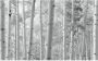 Komar Espenwald Vlies Fotobehang 450x280cm 9-banen - Thumbnail 1