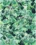 Komar Evergreen Vlies Fotobehang 200x250cm 2-banen - Thumbnail 1