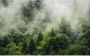Komar Forest Land Vlies Fotobehang 400x250cm 4-banen - Thumbnail 1