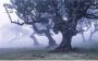 Komar Ghost Line Vlies Fotobehang 400x250cm 4-banen - Thumbnail 1