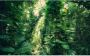 Komar Green Leaves Vlies Fotobehang 450x280cm 9-banen - Thumbnail 1
