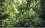 Komar Into The Jungle Vlies Fotobehang 400x250cm 4-banen - Thumbnail 1