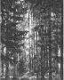 Komar Fotobehang Lustres Lapland 200x250cm Vliesbehang - Thumbnail 1