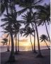 Komar Palmtrees on Beach Vlies Fotobehang 200x250cm 2-banen - Thumbnail 1