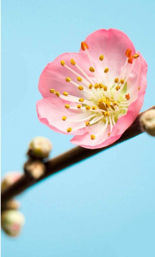 Komar Peach Blossom Vlies Fotobehang 150x250cm 3-banen