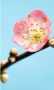 Komar Peach Blossom Vlies Fotobehang 150x250cm 3-banen - Thumbnail 1