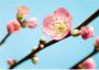 Komar Fotobehang Peach Blossom 350x250cm Papierbehang - Thumbnail 1