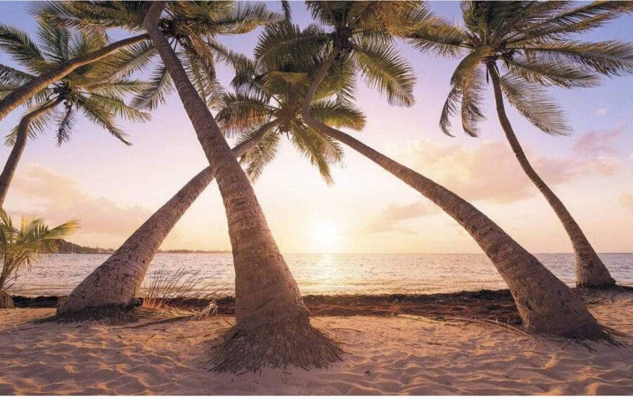 Komar Fotobehang Reaching the Sun 400x250cm Vliesbehang