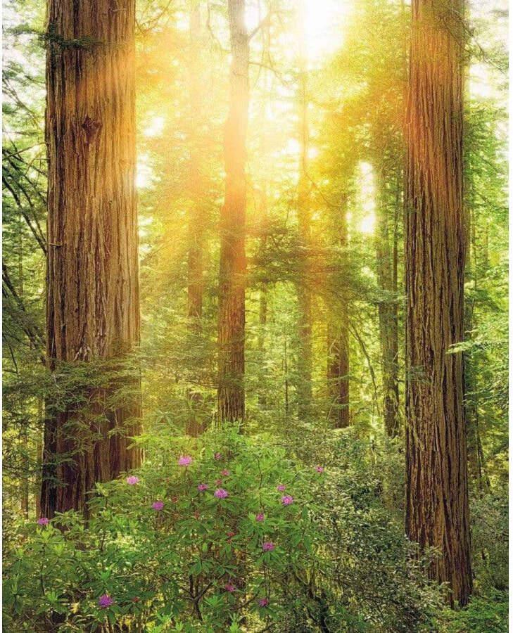 Komar Fotobehang Redwood 200x250cm Vliesbehang