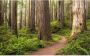 Komar Redwood Trail Vlies Fotobehang 450x280cm 9-banen - Thumbnail 1