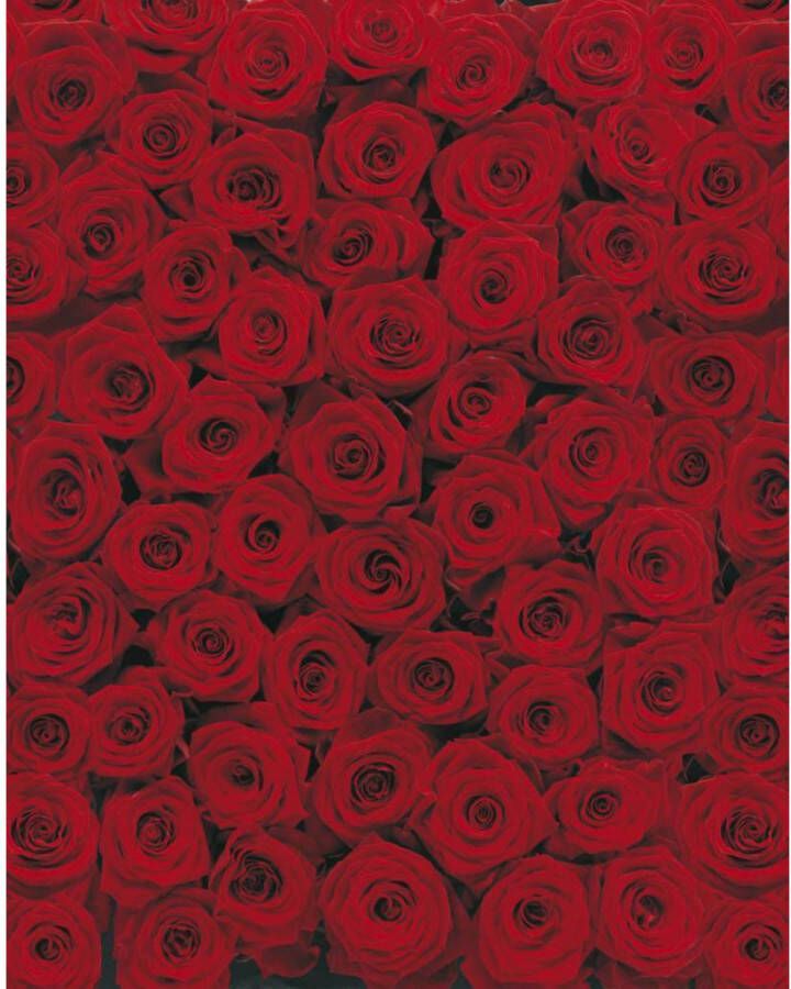 Komar Fotobehang Roses 194x270cm Papierbehang