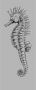 Komar Seahorse Vlies Fotobehang 100x250cm 1-baan - Thumbnail 1