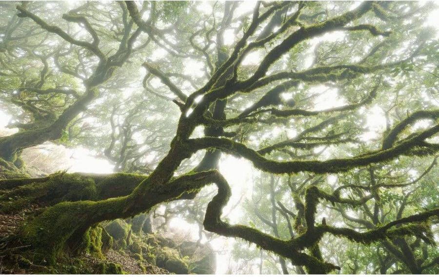 Komar The Forgotten Forest Vlies Fotobehang 400x250cm 4-banen