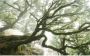 Komar The Forgotten Forest Vlies Fotobehang 400x250cm 4-banen - Thumbnail 1