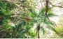 Komar Touch the Jungle Vlies Fotobehang 450x280cm 9-banen - Thumbnail 1
