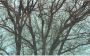 Komar Fotobehang Whispering Woods 400x250cm Vliesbehang - Thumbnail 1