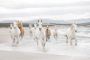 Komar Fotobehang White Horses 368x254 cm (breedte x hoogte) inclusief pasta (set) - Thumbnail 1