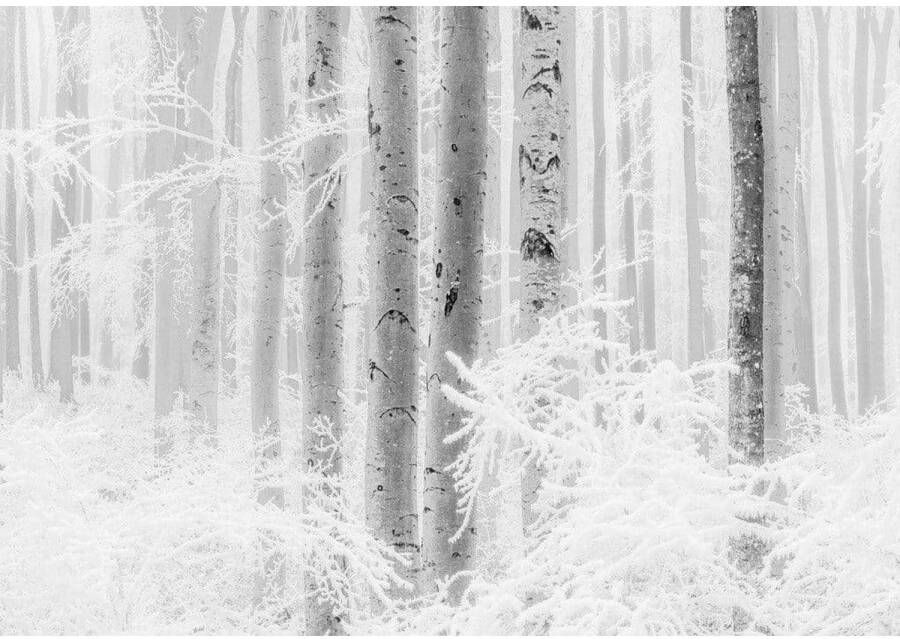 Komar Fotobehang Winter Wood 400x280cm Vliesbehang