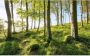 Komar Zauberhaftes Buchenspektakel Vlies Fotobehang 450x280cm 9-banen - Thumbnail 1