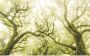 Komar Vliesbehang Hefele Green fire 400x250 cm (breedte x hoogte) vliesbehang 100 cm baanbreedte (1 stuk) - Thumbnail 1