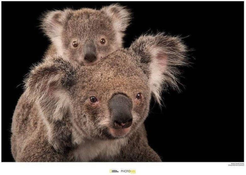 Komar Kunstdruk Koala Bear 70x50cm