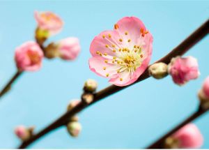 Komar Peach Blossom Fotobehang 350x250cm 7-banen