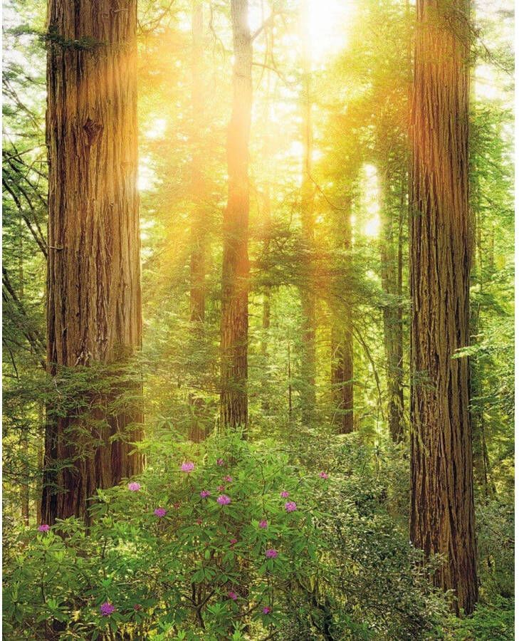 Komar Redwood Vlies Fotobehang 200x250cm 2-banen