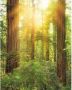 Komar Redwood Vlies Fotobehang 200x250cm 2-banen - Thumbnail 1