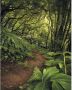 Komar Vliesbehang Hefele The path 200x250 cm (breedte x hoogte) vliesbehang 100 cm baanbreedte (1 stuk) - Thumbnail 1